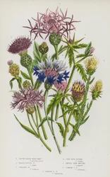 Blühende Pflanzen Großbritanniens: Braunstrahlige Flockenblume, Schwarze Scheibenblume, Große Flockenblume, Kornblume, Jersey-Stern-Distel, Gemeine Stern-Distel, Gelbe Stern-Distel