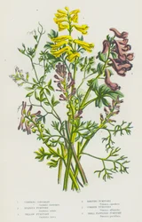 Blühende Pflanzen Großbritanniens: Kletternde Corydalis, Knollige Erdrauch, Gelber Erdrauch, Rankender Erdrauch, Gemeiner Erdrauch, Kleinblütiger Erdrauch