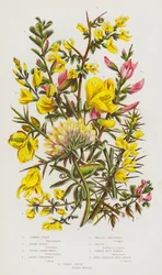 Blühende Pflanzen Großbritanniens: Stechginster, Zwergginster, Färber-Ginster, Behaarter Ginster, Nadel-Ginster, Besenginster, Hauhechel, Kleine Verbreitete Hauhechel, Nierenkronwicke