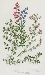 Blühende Pflanzen Großbritanniens: Gemeiner Milchkraut, Glattes Seeheidekraut, Mehliges Seeheidekraut, Sechsstängeliges Wasser-Wort, Achtstängeliges Wasser-Wort