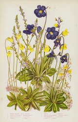 Blühende Pflanzen Großbritanniens: Gemeiner Eisenkraut, Gemeines Fettkraut, Großblütiges Fettkraut, Alpen-Fettkraut, Blasses Fettkraut, Großer Wasserschlauch, Mittlerer Wasserschlauch, Kleiner Wasserschlauch (Farblithografie)