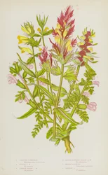 Blühende Pflanzen Großbritanniens: Kamm-Wachtelweizen, Purpur-Wachtelweizen, Gemeiner Gelber Wachtelweizen, Kleinblütiger Gelber Wachtelweizen, Sumpf-Läusekraut, Wiesen-Läusekraut