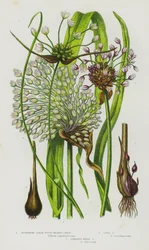 Blühende Pflanzen Großbritanniens: Blühender Rundköpfiger Knoblauch, Sandknoblauch, Gestreifter Feldknoblauch (Farblithografie)