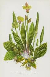 Blühende Pflanzen Großbritanniens: Große Wegerich, Graue Wegerich, Spitzwegerich