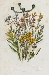 Blühende Pflanzen Großbritanniens: Jersey-Greiskraut, Hochland-Greiskraut, Sumpf-Greiskraut, Zwerg-Greiskraut, Schmalblättriges Filzkraut, Kleinstes Filzkraut, Gemeines Filzkraut (Farblitho)