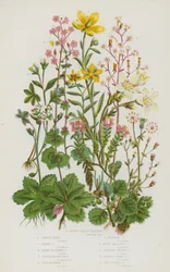 Blühende Pflanzen Großbritanniens: Nierenförmiger Steinbrech, Londoner Pracht, Stern-Steinbrech, Alpenbüschel-Steinbrech, Purpur-Steinbrech, Gelber Sumpf-Steinbrech, Gelber Berg-Steinbrech, Weißer Wiesen-Steinbrech, Hängender Zwiebel-Steinbrech