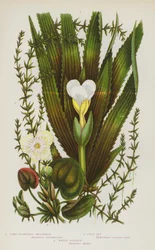 Blühende Pflanzen Großbritanniens: Langblütige Anacharis, Froschbiss, Wassersoldat (Farblithografie)