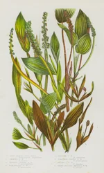 Blühende Pflanzen Großbritanniens: Langblättriges Teichkraut, Glänzendes Teichkraut, Verschiedenblättriges Teichkraut, Lanzettliches Teichkraut, Rötliches Teichkraut, Wegerichblättriges Teichkraut, Ovalblättriges Teichkraut, Scharffrüchtiges Breitblättrige