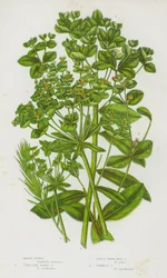 Blühende Pflanzen Großbritanniens: Sumpf-Wolfsmilch, Korallenartige Behaarte Wolfsmilch, Blattreiche Verzweigte Wolfsmilch, Zypressen-Wolfsmilch