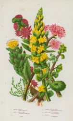 Blühende Pflanzen Großbritanniens: Moos-Tillaea, Mauer-Pfennigkraut, Mauer-Pfennigkraut, Gemeiner Hauswurz, Rosenwurz-Steinbrech, Orpine