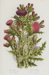 Blühende Pflanzen Großbritanniens: Nickende Distel, Gewellte Distel, Schlankblütige Distel, Mariendistel