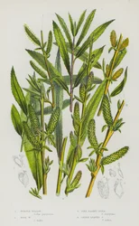 Blühende Pflanzen Großbritanniens: Purpur-Weide, Rosen-Weide, Kiefern-Korbweide, Grünblättrige Weide