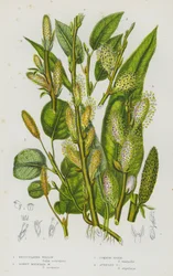 Blühende Pflanzen Großbritanniens: Netz-Weide, Flaumige Berg-Weide, Gemeine Weide, Ohr-Weide