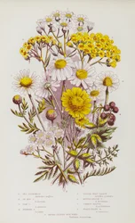 Blühende Pflanzen Großbritanniens: Strandkamille, Ochsenauge-Kamille, Kornkamille, Stinkende Kamille, Nieswurz-Schafgarbe, Punktierte Schafgarbe, Gemeine Schafgarbe, Wollige Gelbe Schafgarbe, Breitblättriger Klettenkerbel