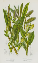 Blühende Pflanzen Großbritanniens: Seidenblättrige Weide, Langblättrige Salweide, Eisenhaltige Salweide, Gemeine Salweide