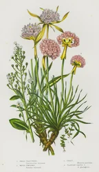 Blühende Pflanzen Großbritanniens: Kleines Schabenkraut, Wasser-Scharbockskraut, Strand-Grasnelke, Wegerichblättrige Grasnelke