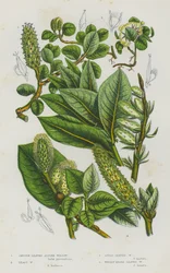 Blühende Pflanzen Großbritanniens: Glattblättrige Alpen-Weide, Kleinste Weide, Apfelblättrige Weide, Wollige Breitblättrige Weide