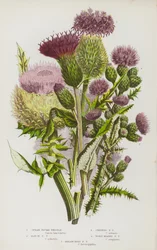 Blühende Pflanzen Großbritanniens: Lanzett-Kratzdistel, Sumpf-Kratzdistel, Kriechende Kratzdistel, Wollköpfige Kratzdistel, Melancholische Kratzdistel