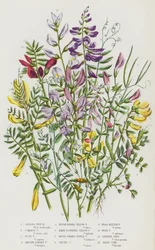 Blühende Pflanzen Großbritanniens: Frühlings-Platterbse, Gemeine Platterbse, Busch-Platterbse, Glattfrüchtige Platterbse, Rauhfrüchtige Gelbe Platterbse, Behaarte Gelbe Platterbse, Rauhfrüchtige Purpur-Platterbse, Büschel-Platterbse, Wald-Platterbse, Wald-