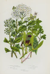 Blühende Pflanzen Großbritanniens: Knollige Moschuskraut, Gemeiner Efeu, Wilder Hartriegel, Zwerg-Hartriegel, Mistel