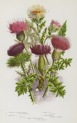Blühende Pflanzen Großbritanniens: Knollige Kratzdistel, Wiesen-Kratzdistel, Zwerg-Kratzdistel, Eselsdistel, Golddistel