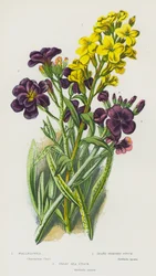 Blühende Pflanzen Großbritanniens: Goldlack, Grauer Strauchstock, Großer Meeresstock