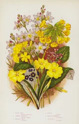Blühende Pflanzen Großbritanniens: Wasser-Veilchen, Gemeine Primel, Jacquins Ochsenlippe, Schlüsselblume, Vogelaugen-Primel, Schottische Primel