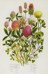 Blühende Pflanzen Großbritanniens: Weißer oder Holländischer Klee, Unterirdischer Klee, Schwefelgelber Klee, Purpurfarbener Klee, Zickzack-Klee, Distelköpfiger Klee, Karmesinroter Klee, Sternköpfiger Klee, Hasenfuß-Klee, Weicher Knoten-Klee