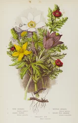 Blühende Pflanzen Großbritanniens: Buschwindröschen, Küchenschelle, Berg-Anemone, Küchenschelle, Gelbes Buschwindröschen, Adonisröschen