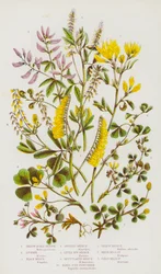 Blühende Pflanzen Großbritanniens: Gelber Sichelklee, Luzerne, Schwarzer Klee, Gefleckter Klee, Kleiner Kletten-Klee, Netz-Klee, Vogel-Fuß-Fenugreek, Gelber Steinklee, Weißer Steinklee, Feld-Steinklee