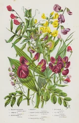 Blühende Pflanzen Großbritanniens: Gelbe Platterbse, Purpur-Platterbse, Rauhschotige Platterbse, Wiesen-Platterbse, Schmalblättrige Platterbse, Breitblättrige Platterbse, Schwarze Bitter-Platterbse, Blaue Sumpf-Platterbse, Küsten-Platterbse, Knollige Bi