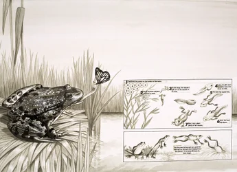 Frosch fängt Schmetterling, einschließlich Lebenszyklus des Frosches