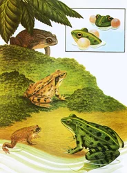 Frösche und Kröten