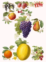 Früchte