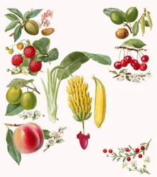 Früchte
