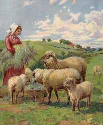 Mädchen füttert Schafe