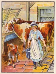 Mädchen melkt Kühe