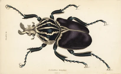Goliathkäfer, Goliathus goliatus (Goliathus magnus)