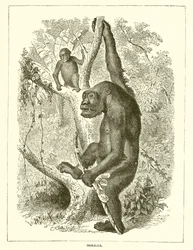 Gorilla