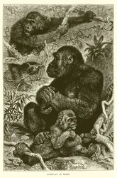 Gorillas zu Hause