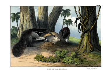 Großer Ameisenbär