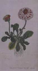 Große Doppel-Gänseblümchen (Bellis perennis var. major flore pleno), Tafel 228 aus William Curtis