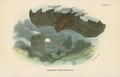 Großes Hufeisenfledermaus