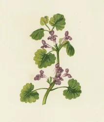Gundermann, Glechoma Hederacea