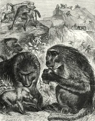 Gruppe von Chacmas (Gravur)