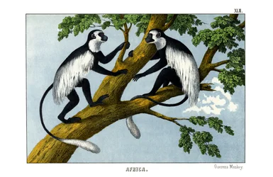 Guereza-Affe