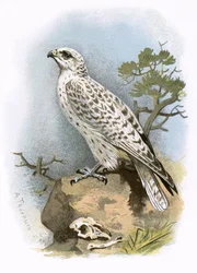 Gerfalke