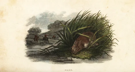 Hase versteckt sich vor Jägern in einem Schilfbestand auf einer Insel in einem Teich