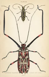 Harlekin-Käfer, Acrocinus longimanus 1, und Flachgesichtiger Langhornkäfer, Taeniotes subocellatus 2