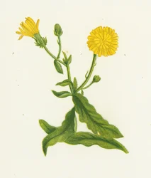 Habichtskraut, Picris Hieracioides